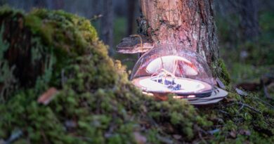 CAEB recebe instalação “A Floresta é o Mundo” em SJC