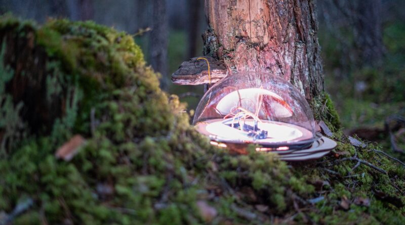 CAEB recebe instalação “A Floresta é o Mundo” em SJC